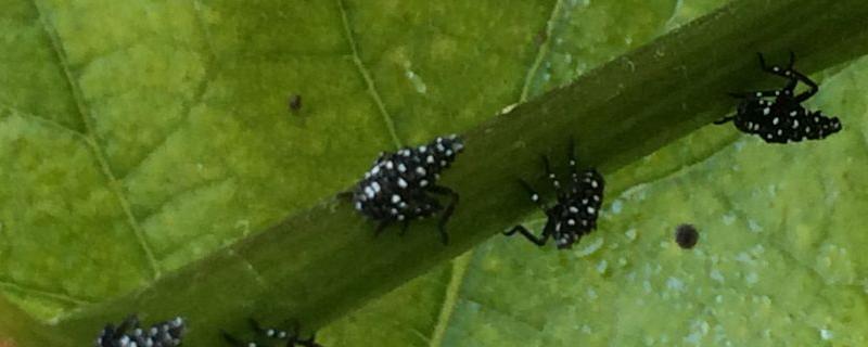 葡萄生虫怎么应对，有哪些症状（葡萄叶生虫怎么办）