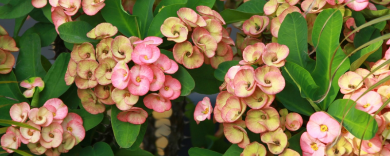 麒麟花的养殖方法，附繁殖方法 麒麟花的繁殖方式及养殖方法介绍