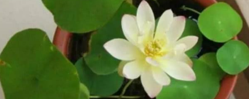 碗莲越冬后怎么养护，怎么施肥 盆栽碗莲怎样过冬