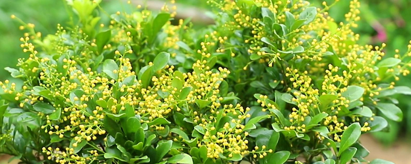 米兰安全越冬技术，具体有哪些措施 室外米兰怎么过冬