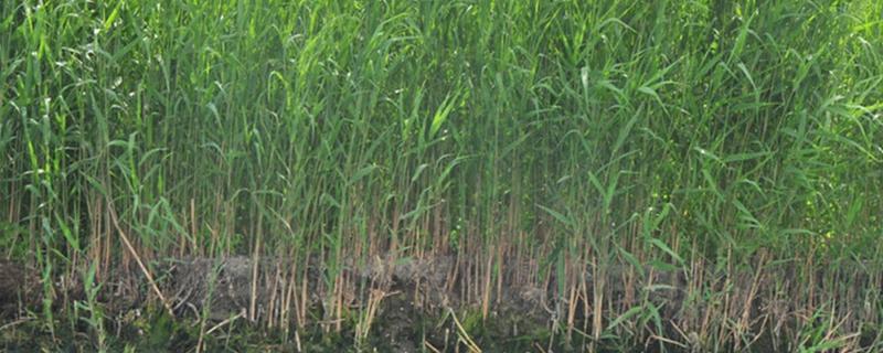 芦苇的种植方法，有哪些要点 芦苇的种植条件
