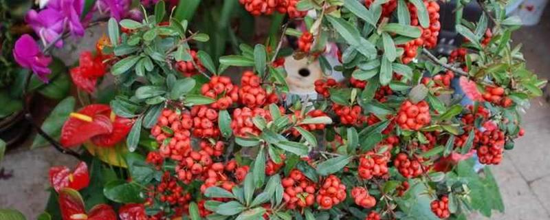 富贵籽的种植方法，附繁殖方法（富贵籽怎么育苗）