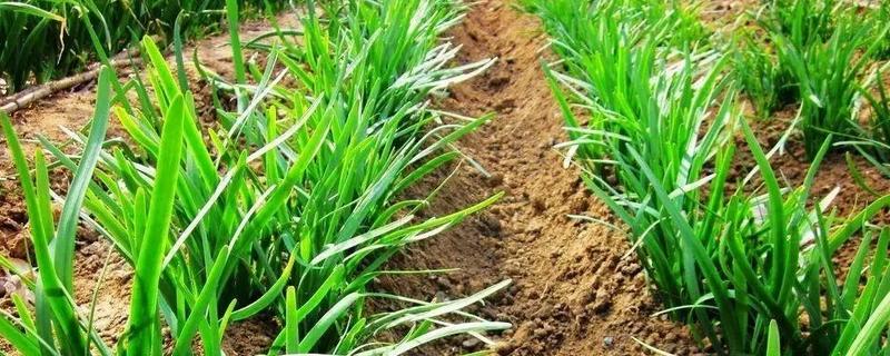 秋天韭菜怎么种,附韭菜苗期管理 韭菜的种植技术和秋季管理
