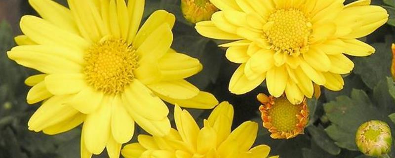 菊花的栽培技术,附收获时期(菊花栽培管理技术要点)