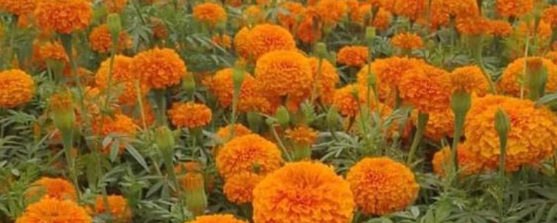 万寿菊高效种植技术,怎样整形修剪 万寿菊的种植技术