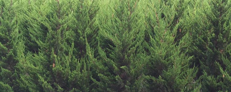 龙柏的栽培技术，附龙柏种植管理 龙柏苗怎么栽