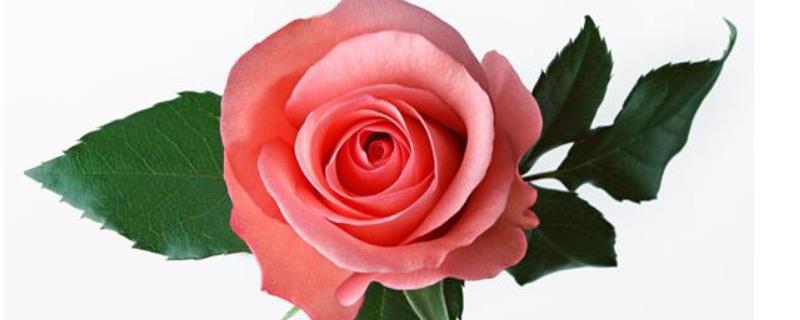 玫瑰花栽培技术,附栽培方式和定植(玫瑰花的栽培与管理)