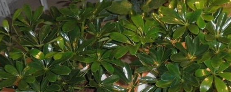 摇钱树的种植方法,具体有哪些要点(摇钱树的栽种方法)