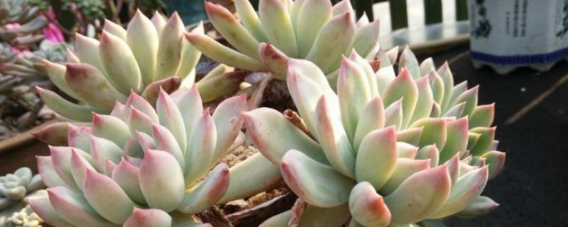 荷花多肉该如何养殖,需做好以下几点