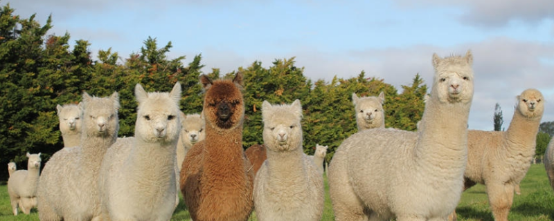 羊驼该如何养殖，注意做好这几点（羊驼怎么养殖技术）