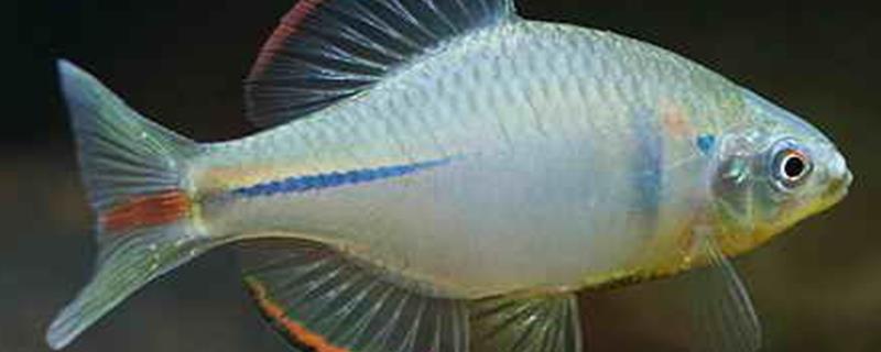 怎么养鳑鲏，附鳑鲏简介（鼩鼱怎么养）