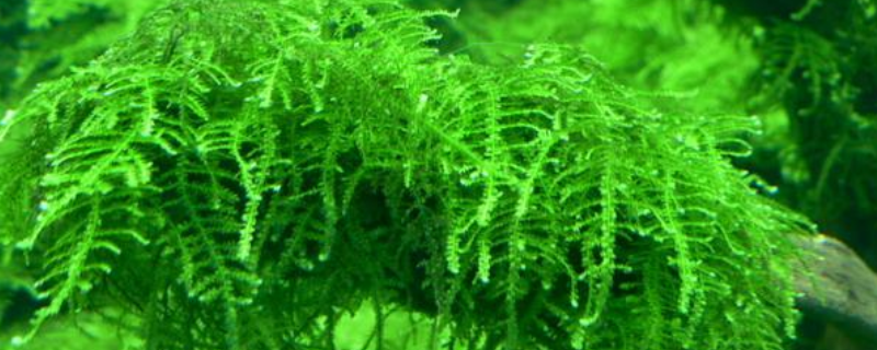 给螃蟹喂哪些水草比较好，该怎么喂 用什么喂螃蟹最好