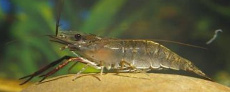 怎样养淡水虾，附淡水虾的基本介绍（淡水养虾的基本知识）