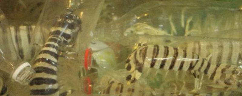 怎么养殖皮皮虾，怎么捕捞皮皮虾（皮皮虾如何养殖）