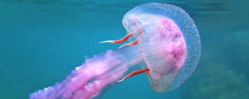 怎样养淡水水母,附其生活习性 淡水水母怎么养