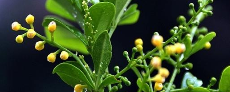 米兰花安全过冬的方法,该怎样浇水(米兰过冬怎么浇水)