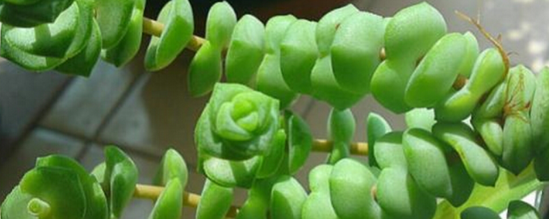 钱串子的繁殖方法，附养殖方法（钱串子花的栽培与繁殖）