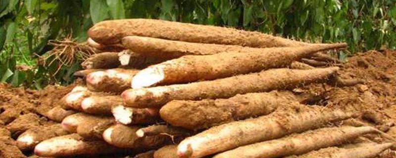 白山药怎么种植，有哪些技术要点 河北白山药种植基地