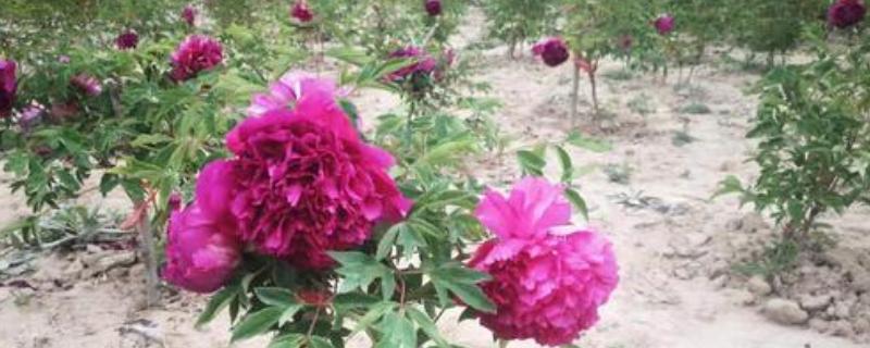 紫斑牡丹苗的价格，附种植技术（紫斑牡丹苗木价格）