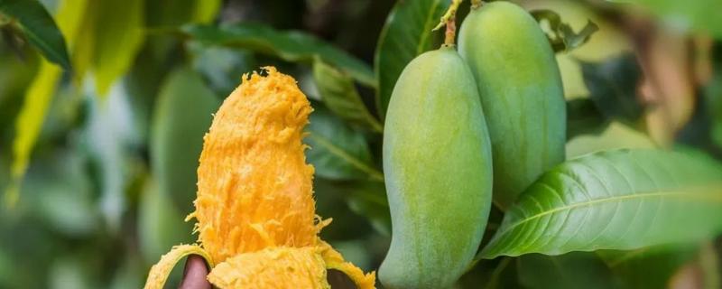 芒果的嫁接时间,附嫁接方法(芒果嫁接最佳时间)