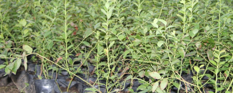 蓝莓苗木有什么繁殖技术,具体的繁殖方法介绍