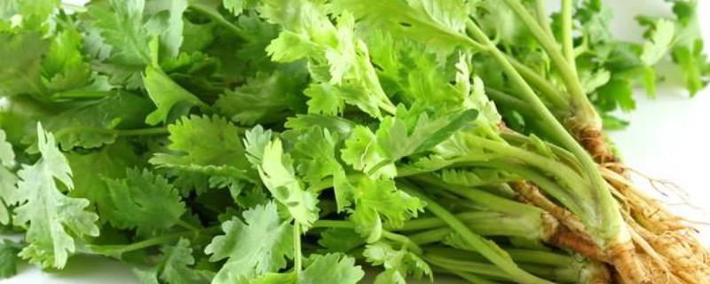 香菜种植方法，香菜种植时间（种植香菜的方法和时间）
