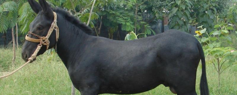 驴的养殖方法，附管理技术 养驴的养殖技术