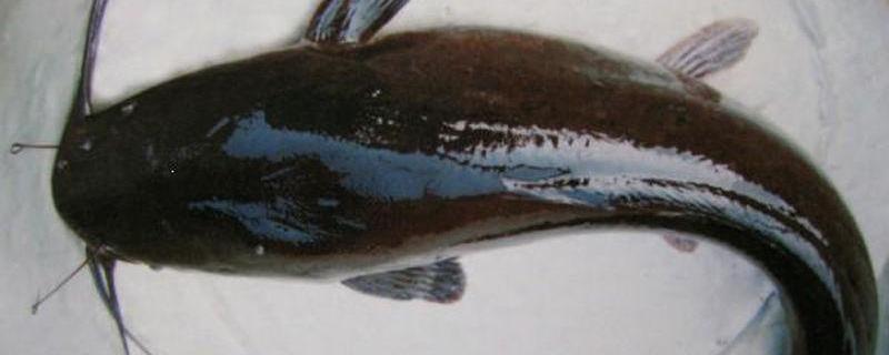 鲶鱼的养殖方法,有哪些要点 鲶鱼养殖需要注意什么