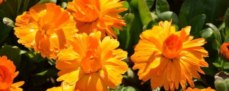 金盏菊种植技术,金盏菊的生长习性(金盏菊的种植和注意事项)