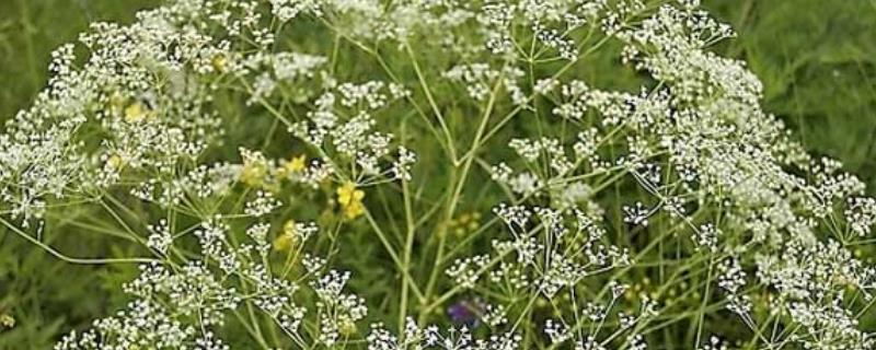 防风的栽培技术，附防风的生长习性（防风栽培技术要点）