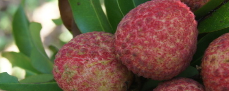 荔枝的种植技术,附管理办法要点 荔枝苗怎么管理