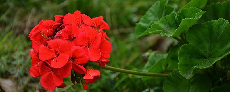 红花栽培技术，附具体要求（红花栽培技术要点）