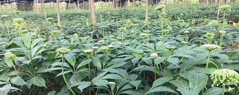 田七怎样种植，注意防治病虫害（田七种植技术要点）