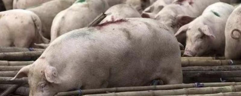 非洲猪瘟同场传染速度有多快,怎么防控非洲猪瘟