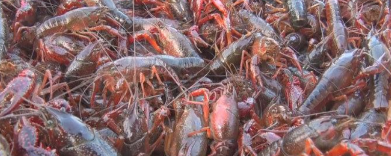 淡水龙虾的养殖要点，养殖前景如何（淡水小龙虾如何养殖）