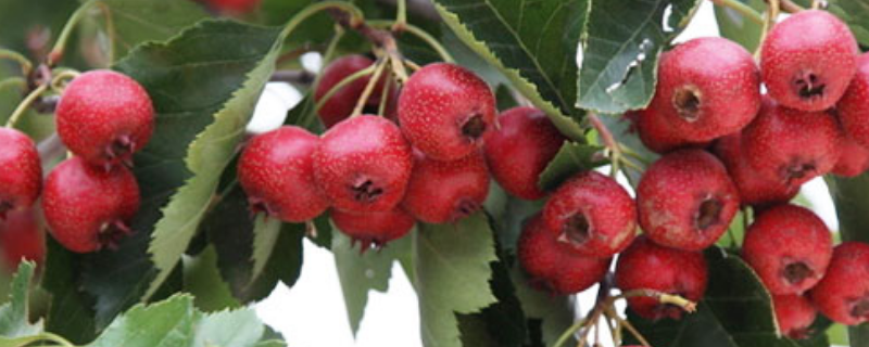 怎么种吃完的山楂籽,山楂不能和什么一起吃