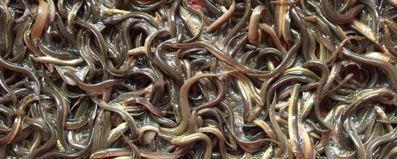 泥鳅苗种的快速培育技术,饲养管理措施