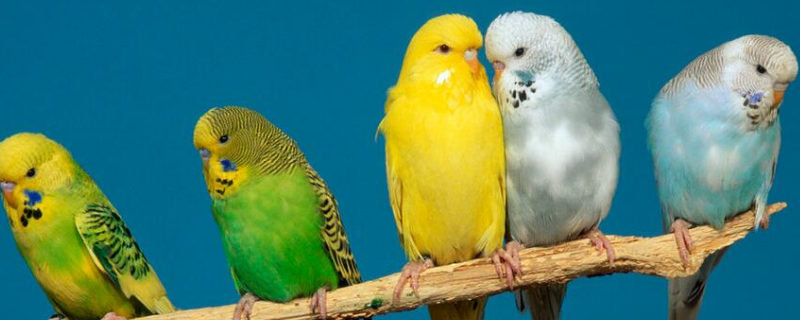 虎皮鹦鹉怎么养比较好，有哪些要点 怎么养虎皮鹦鹉基本常识