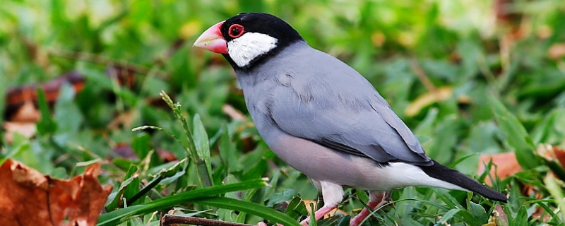 灰文鸟怎么养比较好,注意做好这几点