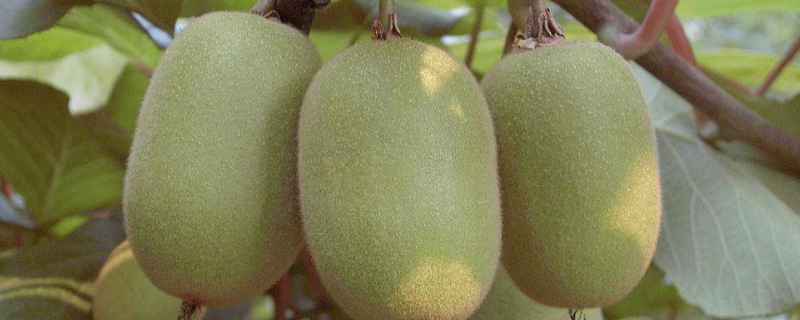 猕猴桃树怎么修剪，有哪些技术要点（猕猴桃树要修剪吗）