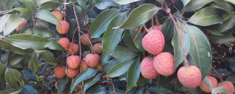 我国荔枝科学施肥技术方法,施肥时间和用量