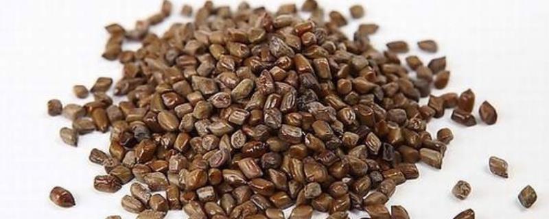 决明子高产栽培技术，附其生长习性 决明子生长条件