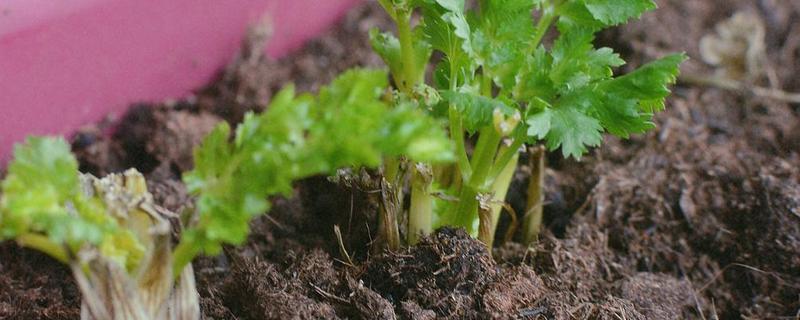 香菜根怎么种，附香菜的价值 用香菜根种香菜