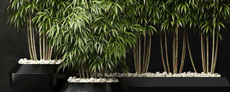 节节竹子怎么养，养竹有哪些益处（竹子养的好代表什么）