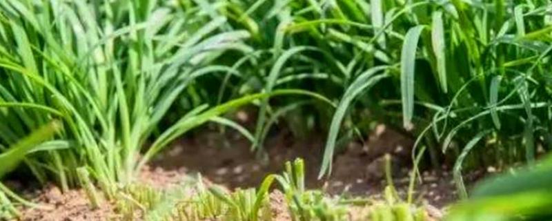 韭菜的最佳种植时间，附其种植方法 韭菜的种植方法与时间