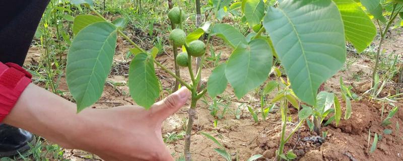 核桃的繁殖方式,主要有播种、嫁接和扦插繁殖