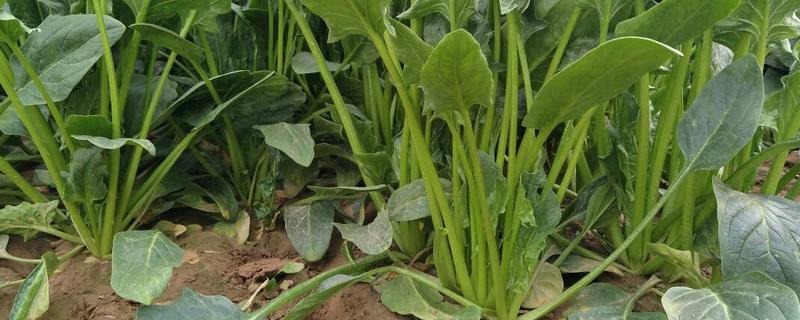 越冬菠菜的播种时间，附生长习性 越冬菠菜的种植时间