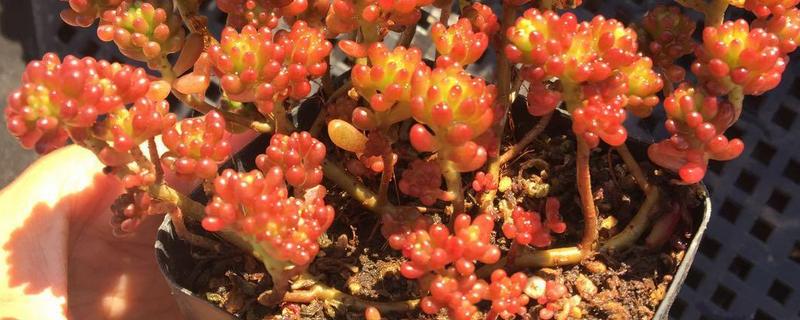 浆果多肉的繁殖方法，怎么养（多肉彩色浆果繁殖）