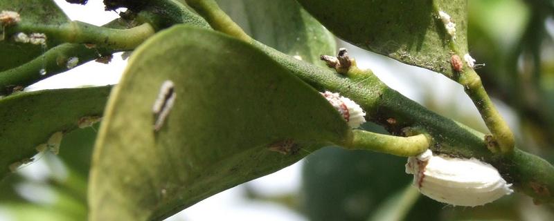 金桔生虫怎么处理，有哪些防治方法（金桔怎么除虫）