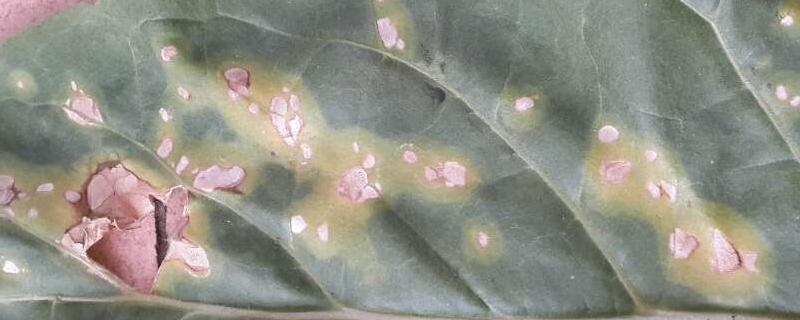 烟草赤星病用什么药治疗,症状是怎样的